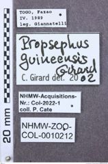 Etiketten zu Propsephus agriotiformis (NHMW-ZOO-COL-0010212)